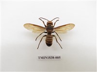 藏品(雙金環虎頭蜂)的圖片